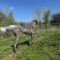 Moose