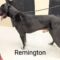 Remington