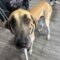 Marmaduke