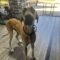 Marmaduke