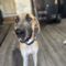 Marmaduke