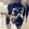 Harley