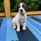 Ollie 061226