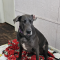 Addie 072226