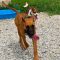 Cooper 071526