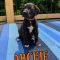 Archie 061226